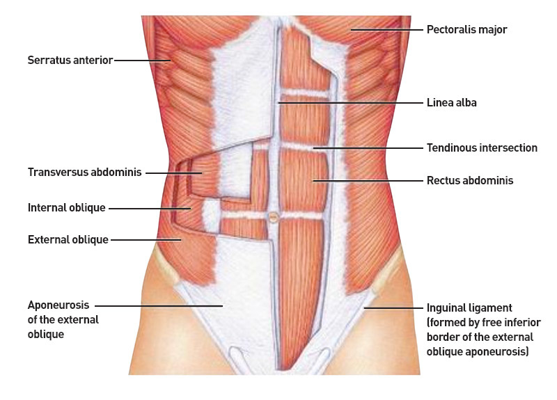 Exercises for online split abs