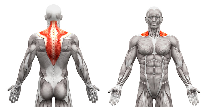 Upper-Back Muscle Basics - dummies